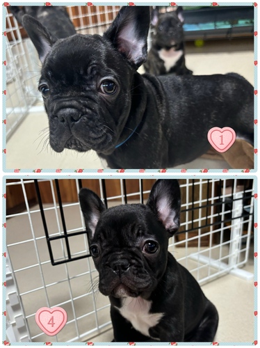 フレンチブルドッグ 犬の販売・譲渡 9998 あと2匹となりました 値下げ中