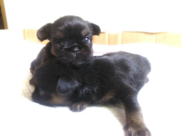 ご家族決まりました。 犬の販売 2394