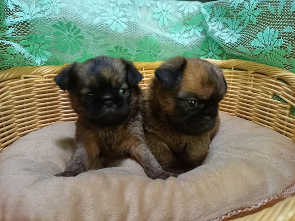 件名なし 子犬販売の情報 犬の販売 2404