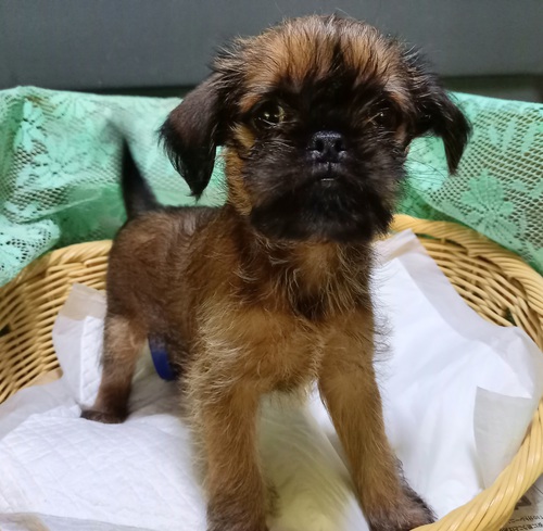 決まりました。 犬の販売 2405