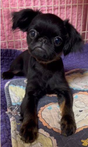 ブリュッセル・グリフォン 犬の販売・譲渡 2407 去勢する場合は半額!