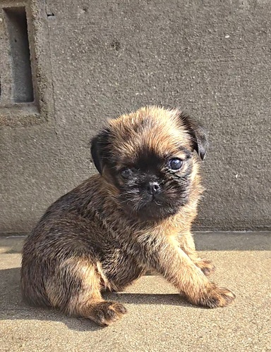ブリュッセル・グリフォン 犬の販売・譲渡 2417 可愛い娘