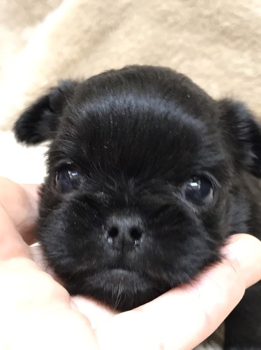 ベルジアングリフォン お顔の可愛らしい子たち☆ 犬の販売 513
