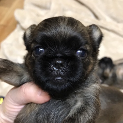 可愛らしい子たち 生まれました☆彡 犬の販売 514