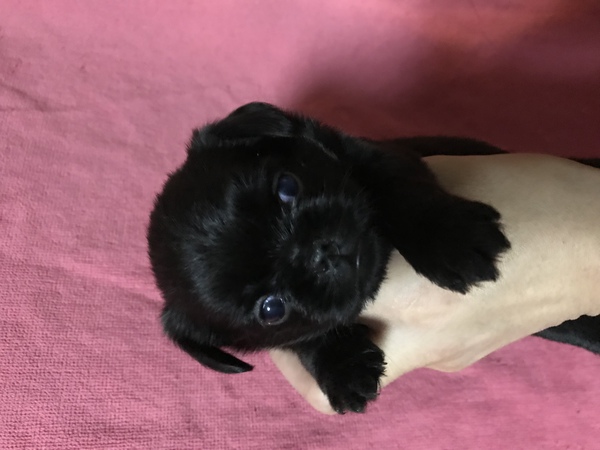 可愛いプチプラバンソン 犬の販売 520