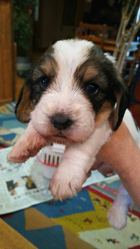 骨量、毛量 優秀な子が生まれました 犬の販売 366