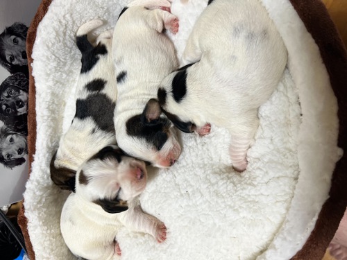 プチ・バセット・グリフォン・バンデーン 犬の販売・譲渡 370 可愛いプチバセット産まれました!