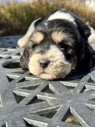 プチ・バセット・グリフォン・バンデーン 犬の販売・譲渡 372 超絶可愛いプチバセのベビー誕生!