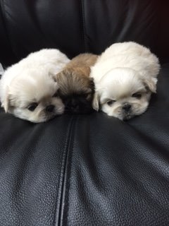 ペキニーズの赤ちゃん 犬の販売 2484