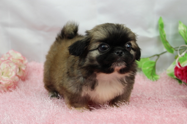 ワンランク上のエクセレントドッグ=ペキニーズ 犬の販売 2490