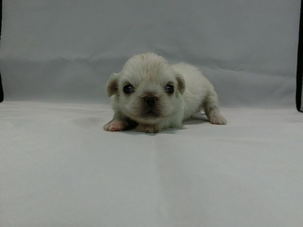 とってもかわいく元気で健康な赤ちゃんが生まれました 犬の販売 2491
