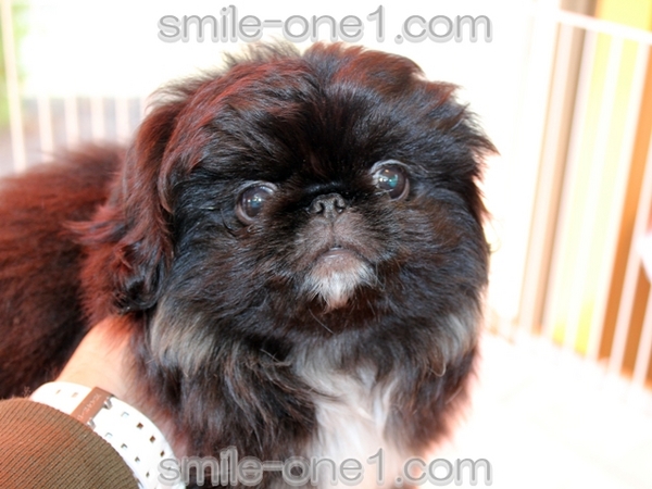 とっても甘えん坊のぺキちゃんです! 犬の販売 2514