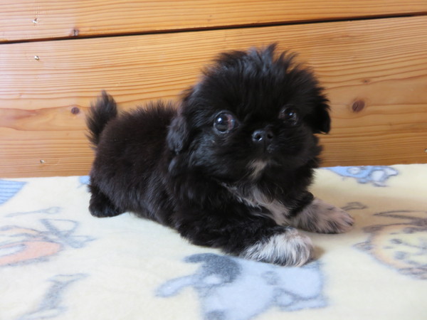 レッド♂、ブラック♀ 犬の販売 2519
