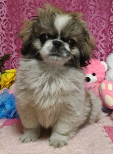 真ん丸な大きな目の甘えん坊な白茶パーティー 犬の販売 2523