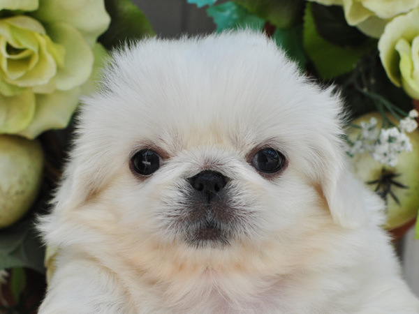 マイペースで可愛い子 犬の販売 2529