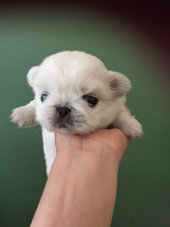 おっとり、まったり、ぺきの魅力 犬の販売 2530
