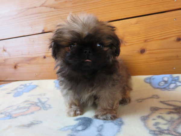 毛量すごい子です 犬の販売 2532