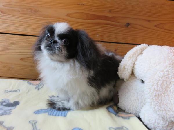 白黒パーティー 犬の販売 2533