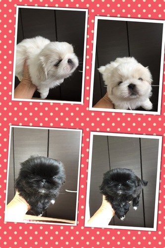 可愛い姉妹です 犬の販売 2534