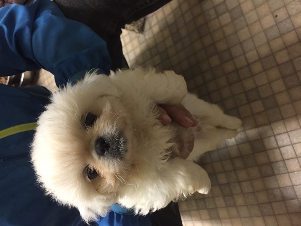 真っ白なペキニーズ 犬の販売 2535