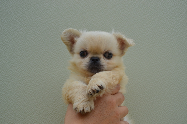 ペキニーズ おとこのこ 犬の販売 2538