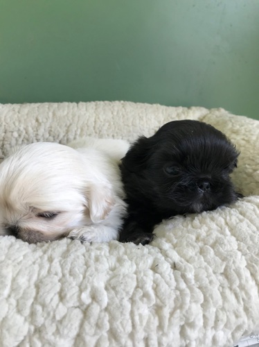 ブラックとホワイトの2兄弟ペキニーズ 犬の販売 2550