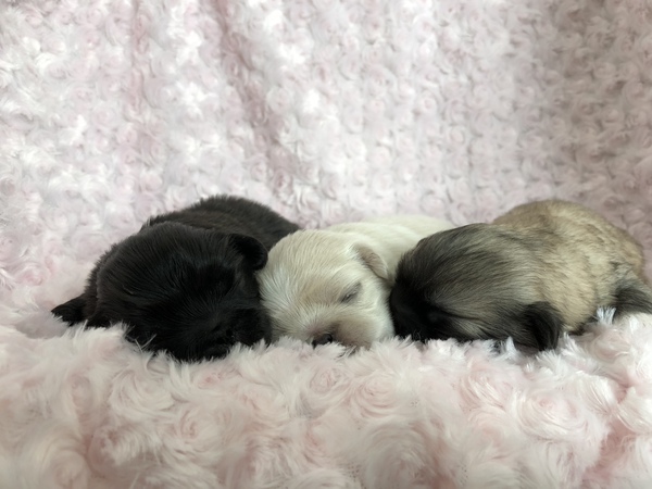 可愛い子達です(o^^o) 犬の販売 2554
