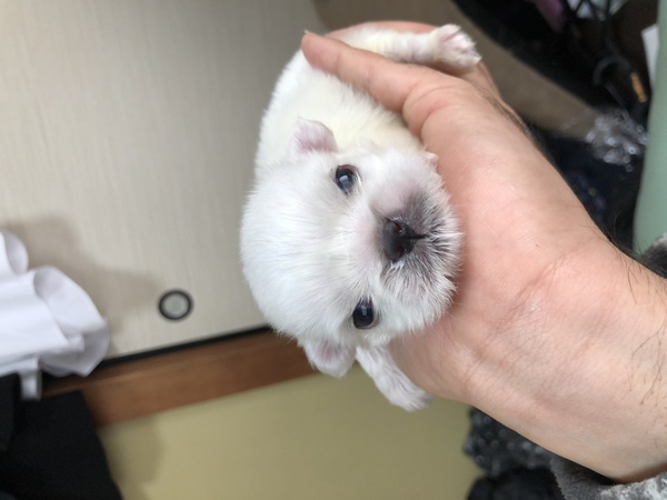 バレンタイン生まれの小さな白ペキ! 犬の販売 2565