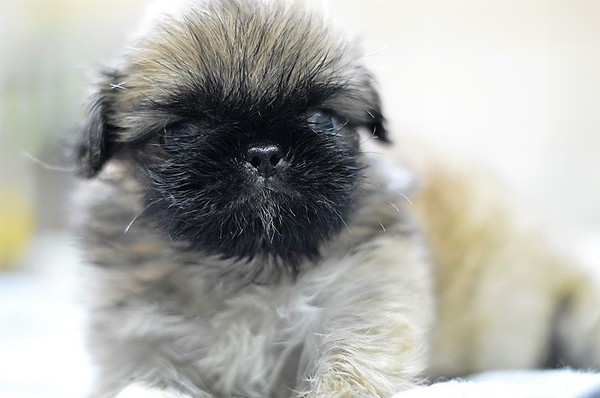 可愛い一人っ子 犬の販売 2566