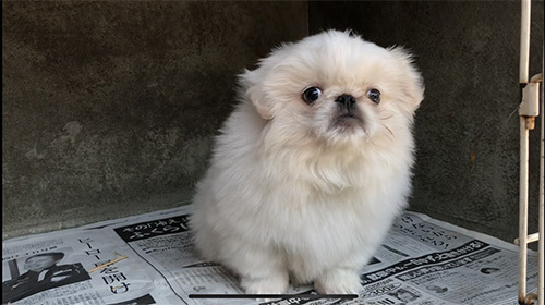 フサフサの毛並みが素敵!ペキニーズの男の子! 犬の販売 2571