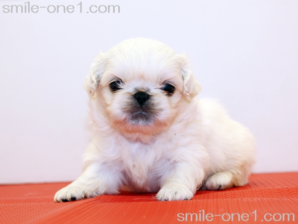 フォーンホワイトとホワイトの子犬達です! 犬の販売 2575