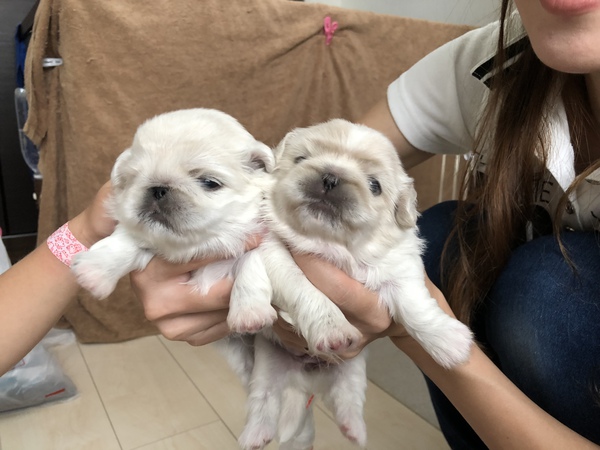 可愛い兄妹です 犬の販売 2583