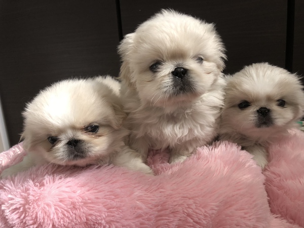ふわふわ、ヨチヨチ可愛い子達です。 犬の販売 2584