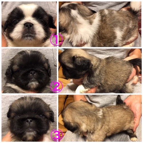可愛いお顔の子達です 犬の販売 2587