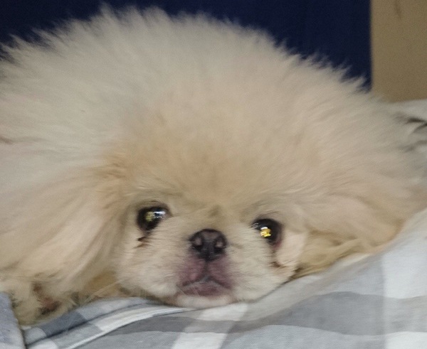 可愛さ抜群!!男の子 犬の販売 2588