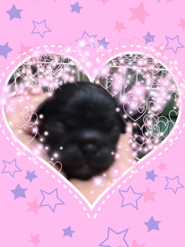 ペキニーズの子犬ブラック産まれました 犬の販売 2589