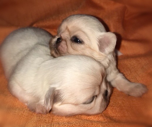 小ぶりでとっても可愛い子達 犬の販売 2598