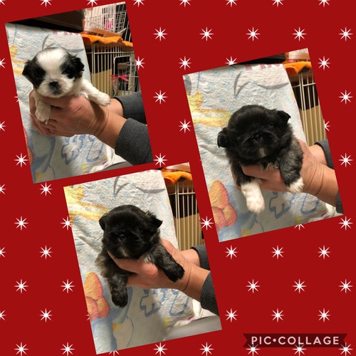 まるまる可愛い子達です 犬の販売 2600