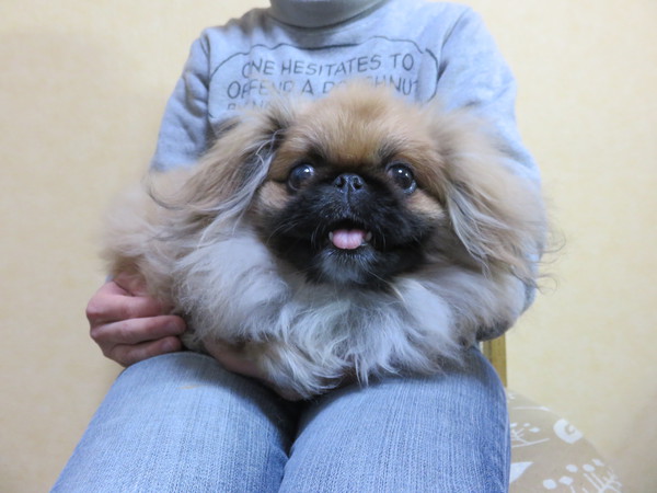 やさしい懐っこい子です 犬の販売 2609