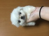 yLj[Y q T ڂ̂肭 U... 2611