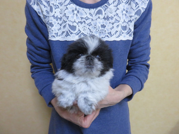 珍しい白黒パーティの子です 犬の販売 2619