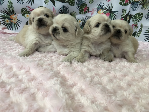 ふわふわモコモコ可愛い子 犬の販売 2624