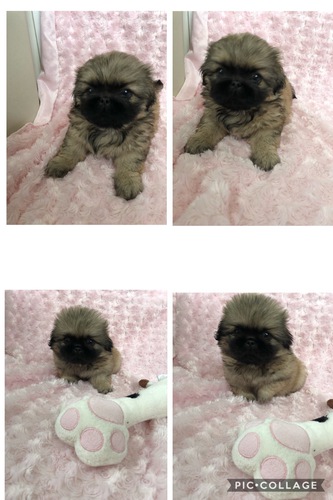 甘えん坊な男の子 犬の販売 2630