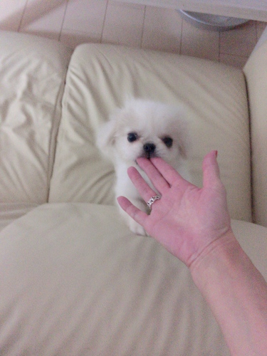 2カ月男の子 犬の販売 2636
