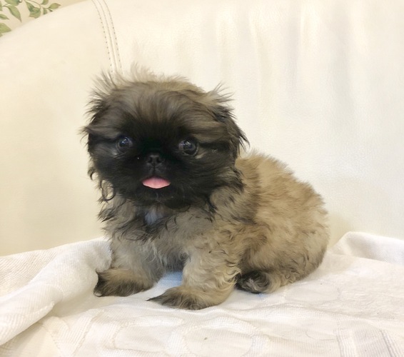 可愛い男の子です 犬の販売 2650