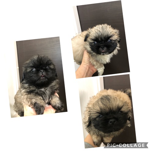 可愛くふわふわな子達です。 犬の販売 2656