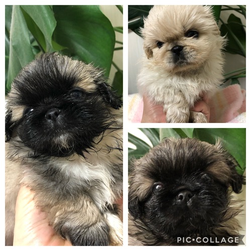 可愛い甘えん坊な子達です。 犬の販売 2659