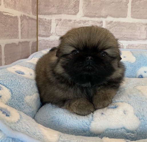 フサフサなイケメンです 犬の販売 2661