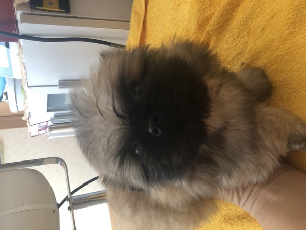 毛吹きのいい訳あり君 犬の販売 2663