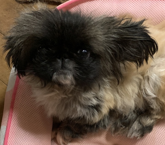 ありがとうございました。 犬の販売 2667